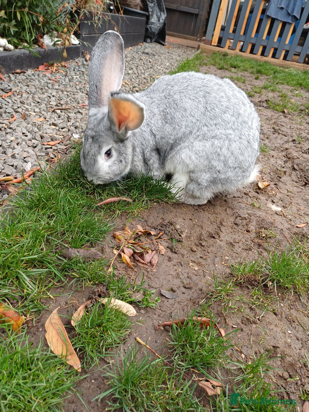 Continental Giant rabbits for sale: Gorgeous Bunny  - Image 7