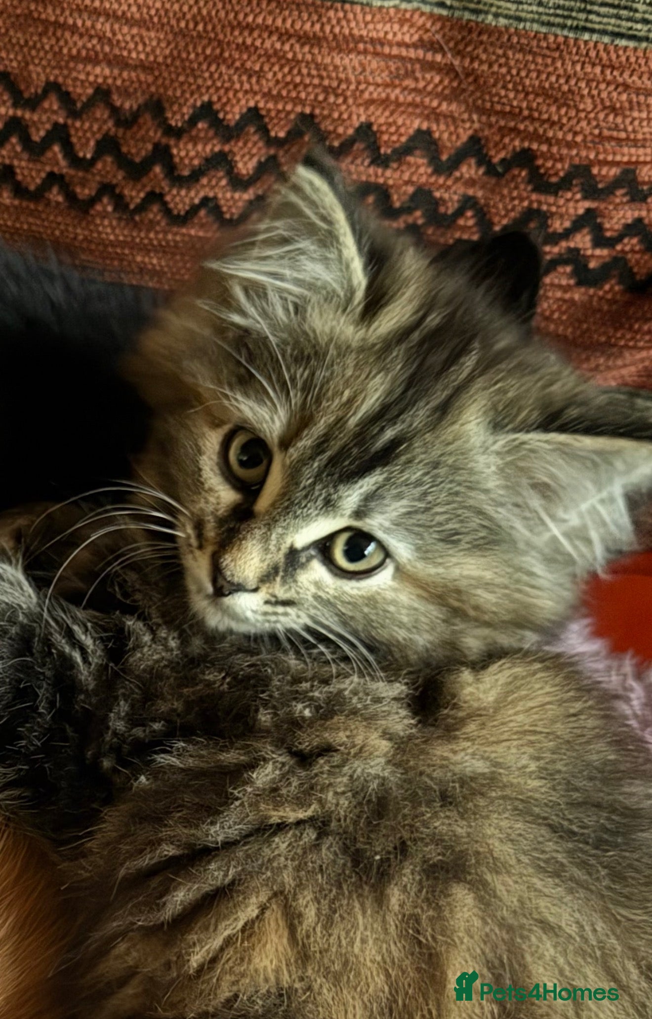 Mixed Breed cats for sale: Beautiful fluffy kittens  - Advert 4