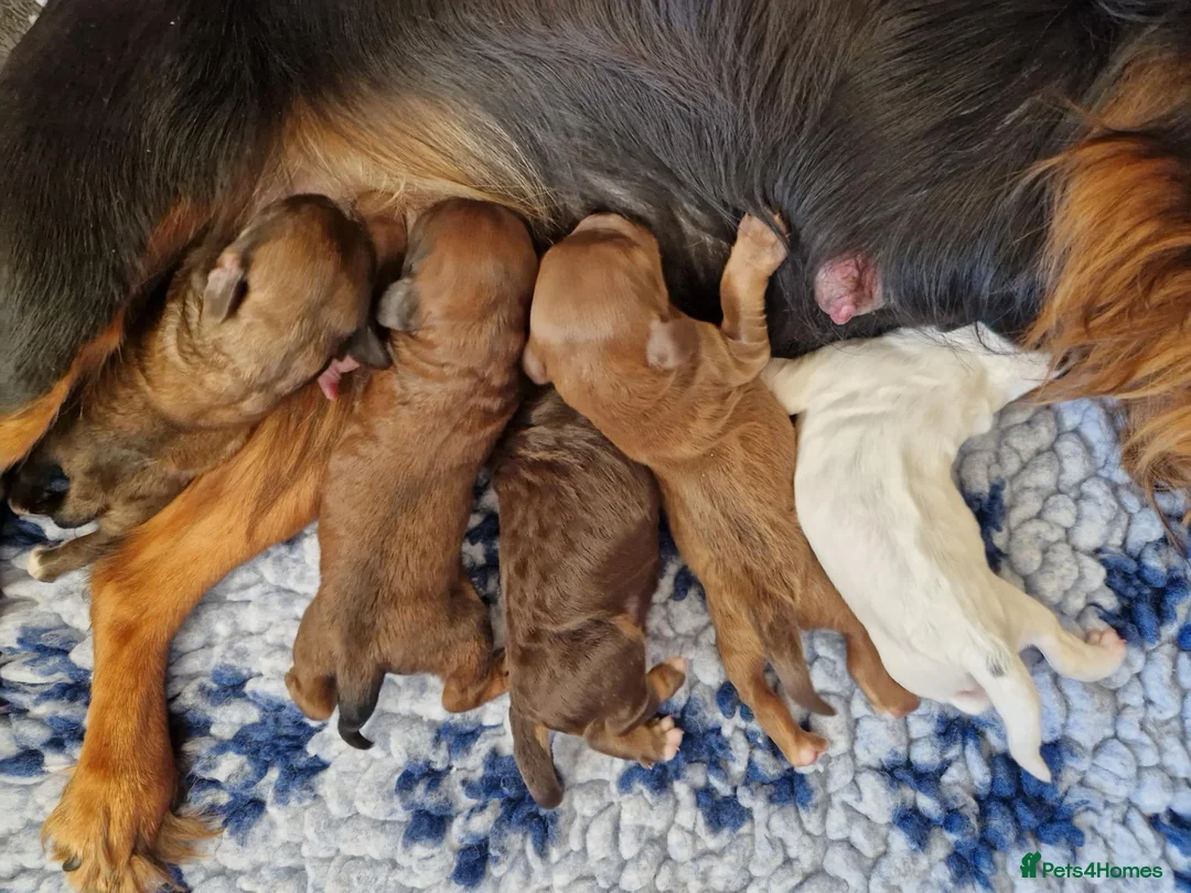 Cockapoo dogs for sale: 💥RARE COLOUR H/TESTED TOY F1 COCKAPOOS FOR SALE💥 - Advert 6