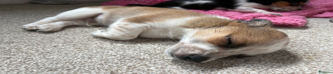 Mixed Breed Puppy 1
