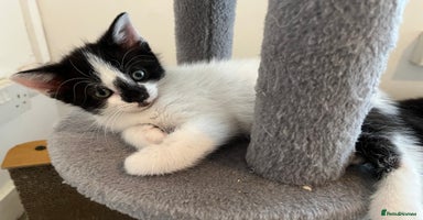 Mixed Breed cats - Advert 7