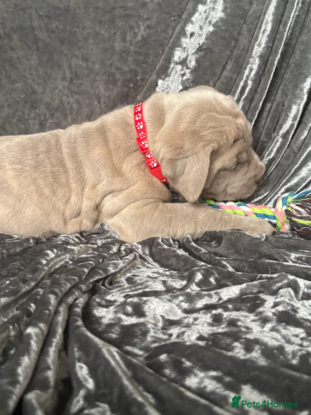 Mixed Breed dogs for sale: 🐾 Neapolitan Mastiff x Cane Corso🐾 - Advert 5