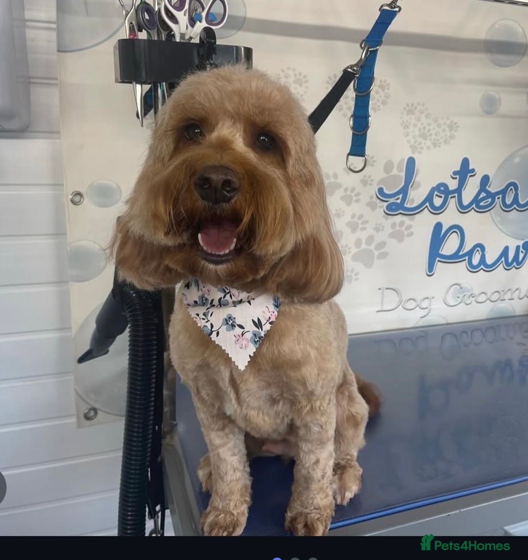 Mixed Breed dogs for sale: Daxipoo - Image 1