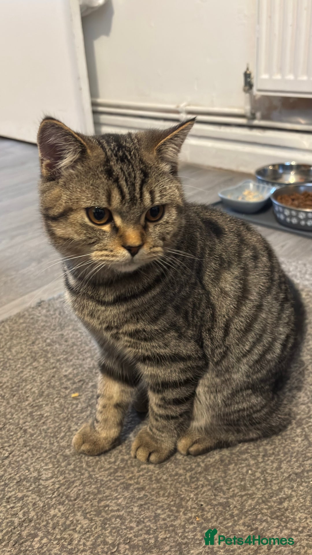 British Shorthair cats for sale: Lovely male british short hair  - Advert 3