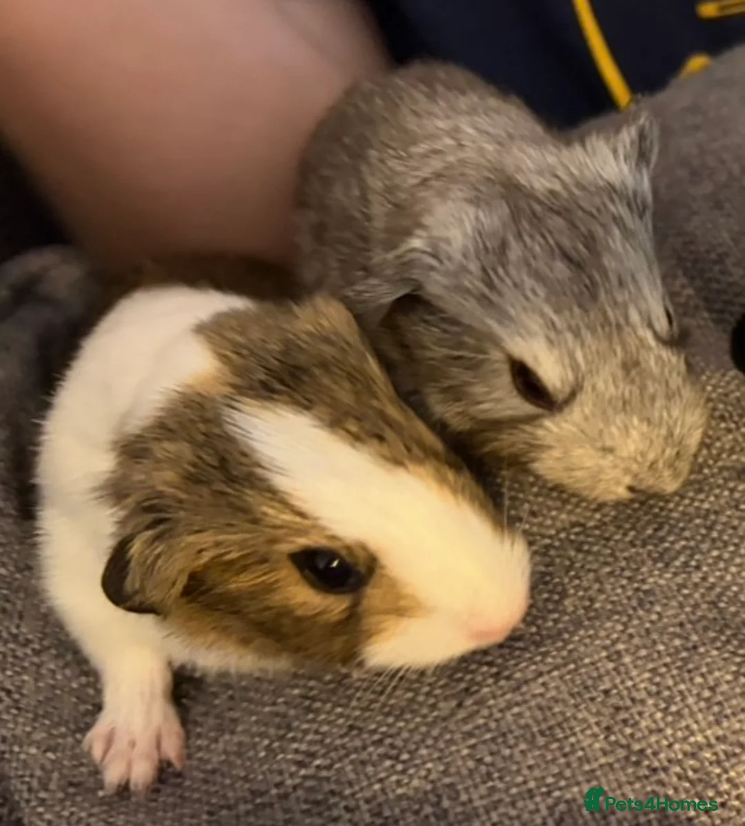 Guinea Pig rodents for sale: Baby boy guinea pigs for sale - Advert 2