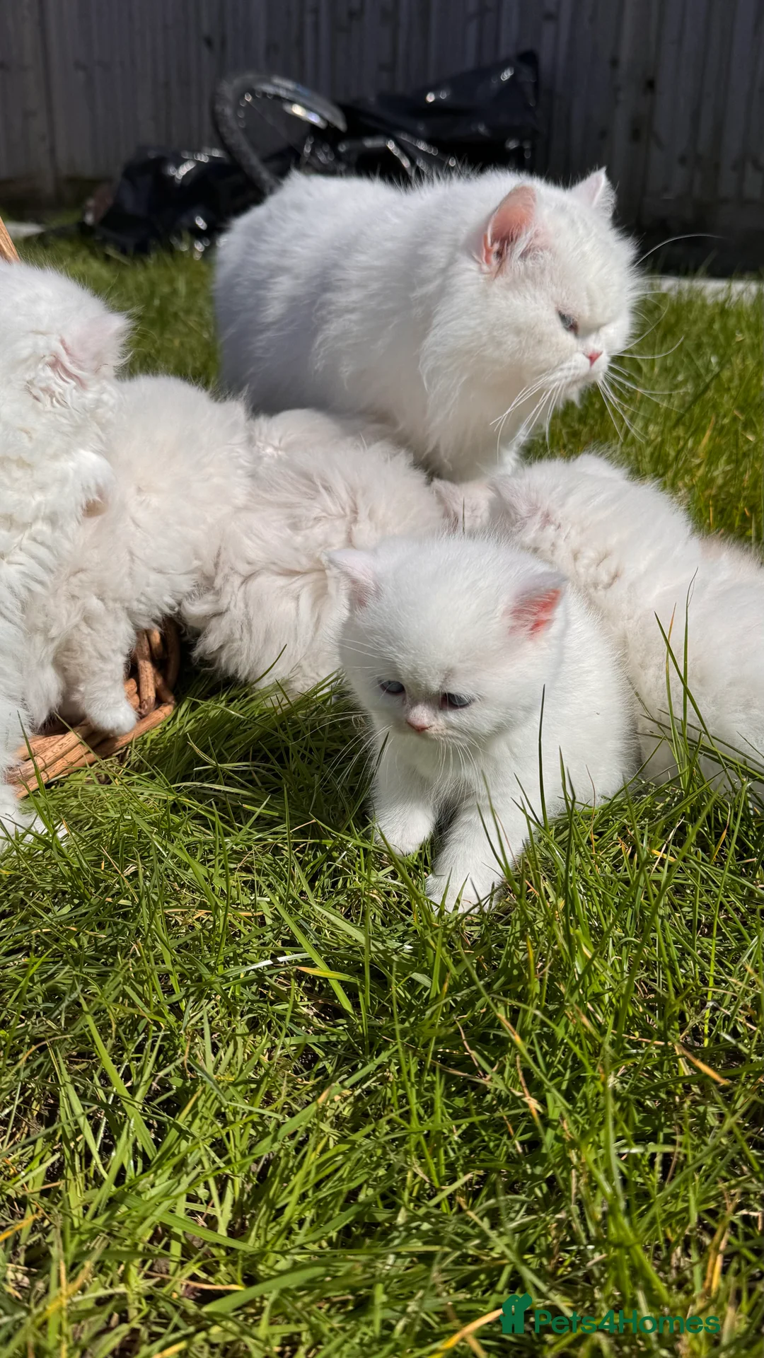 British Shorthair cats for sale: Adorable british short hair and long hair kittens - Advert 2