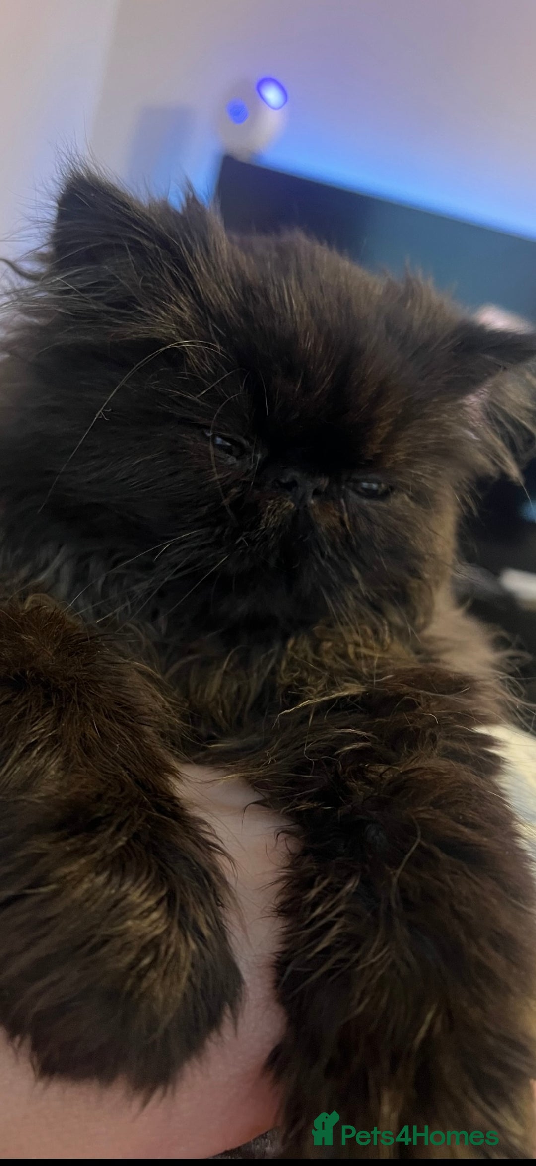 Persian cats for sale: 1 girl left REDUCED GCCF  PERSIANS  - Advert 16