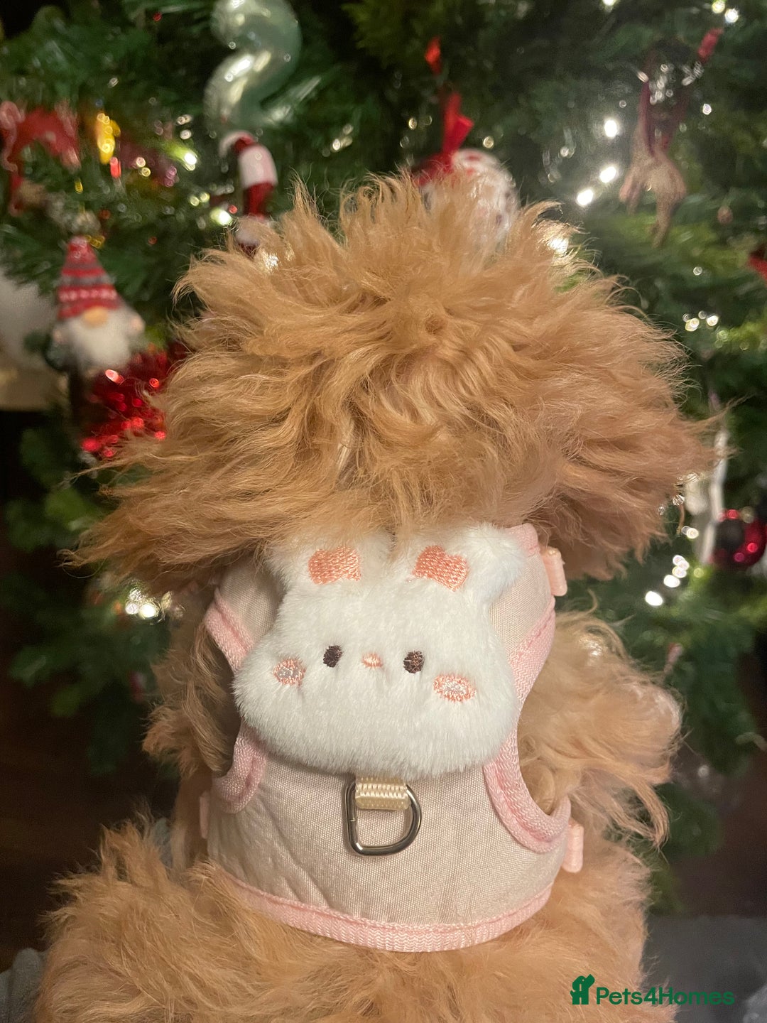 Maltipoo dogs for sale: Stunning Maltipoo Teddy Bear 🧸  - Advert 3