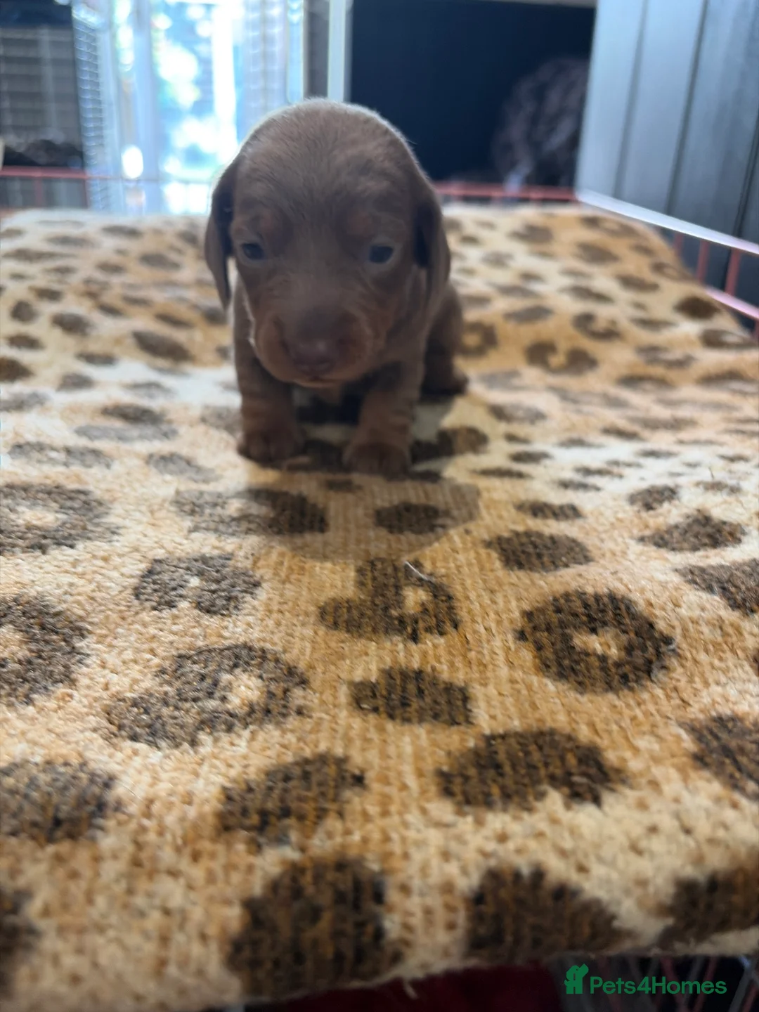 Dachshund dogs for sale: Standard/miniature dachshund  - Advert 2
