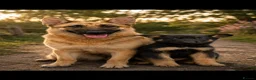 German Shepherd dogs for sale: Shawhead Shepherds  - Advert 1