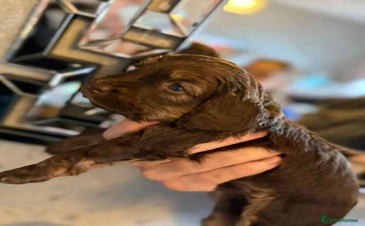 Cockapoo dogs - Advert 3