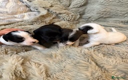 Jackapoo dogs for sale: Jackapoo - Advert 8