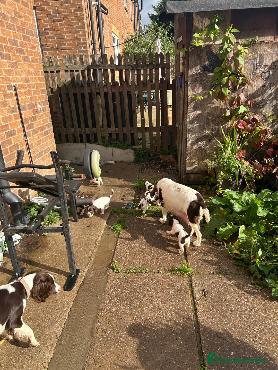 English Springer Spaniel dogs for sale: Springer spaniel pups READY NEXT WEEK - Advert 6