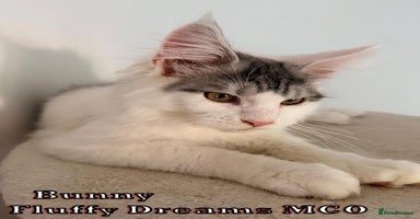 Maine Coon cats - Advert 9