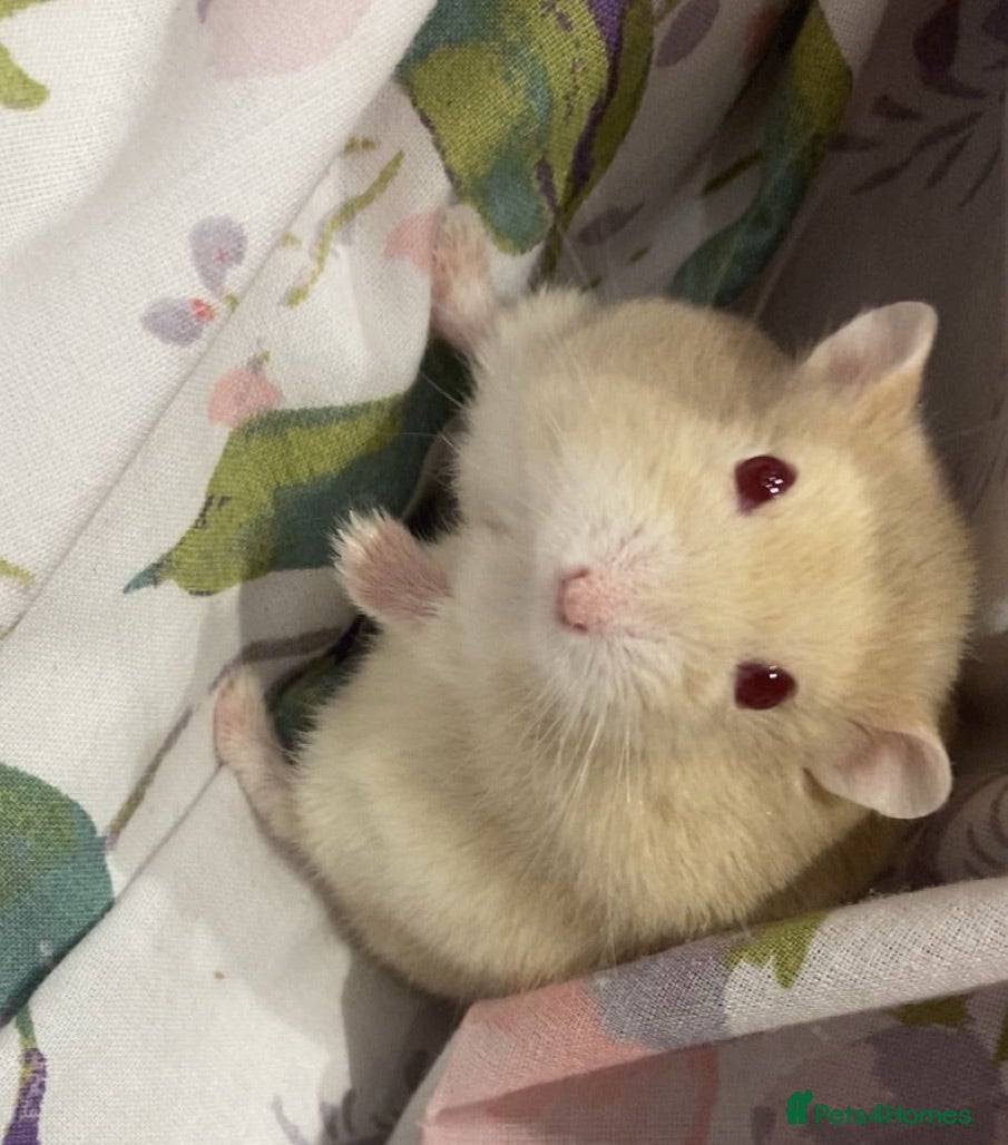 Hamster rodents Female Hamster 1 year old - Advert 1