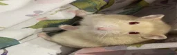 Hamster rodents for sale: Female Hamster 1 year old in Broadstairs - Advert 1