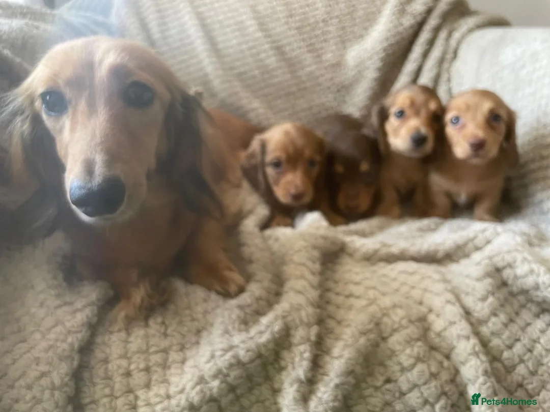 Miniature Dachshund dogs for sale: Qualiyy Miniature Long Haired Dachshunds in Bridgend - Advert 18