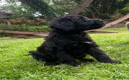 Portuguese Water Dog dogs for sale: Portuguese Water Dog puppies for sale in Oakham - Image 6