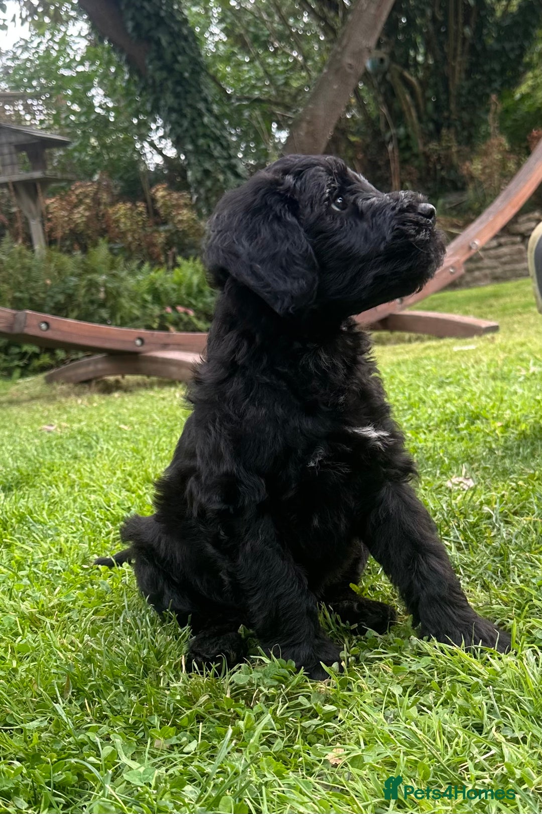 Portuguese Water Dog dogs for sale: Portuguese Water Dog puppies for sale in Oakham - Image 6
