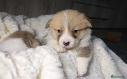 Welsh Corgi Pembroke dogs for sale: Naturally bobbed unique babies - Image 24