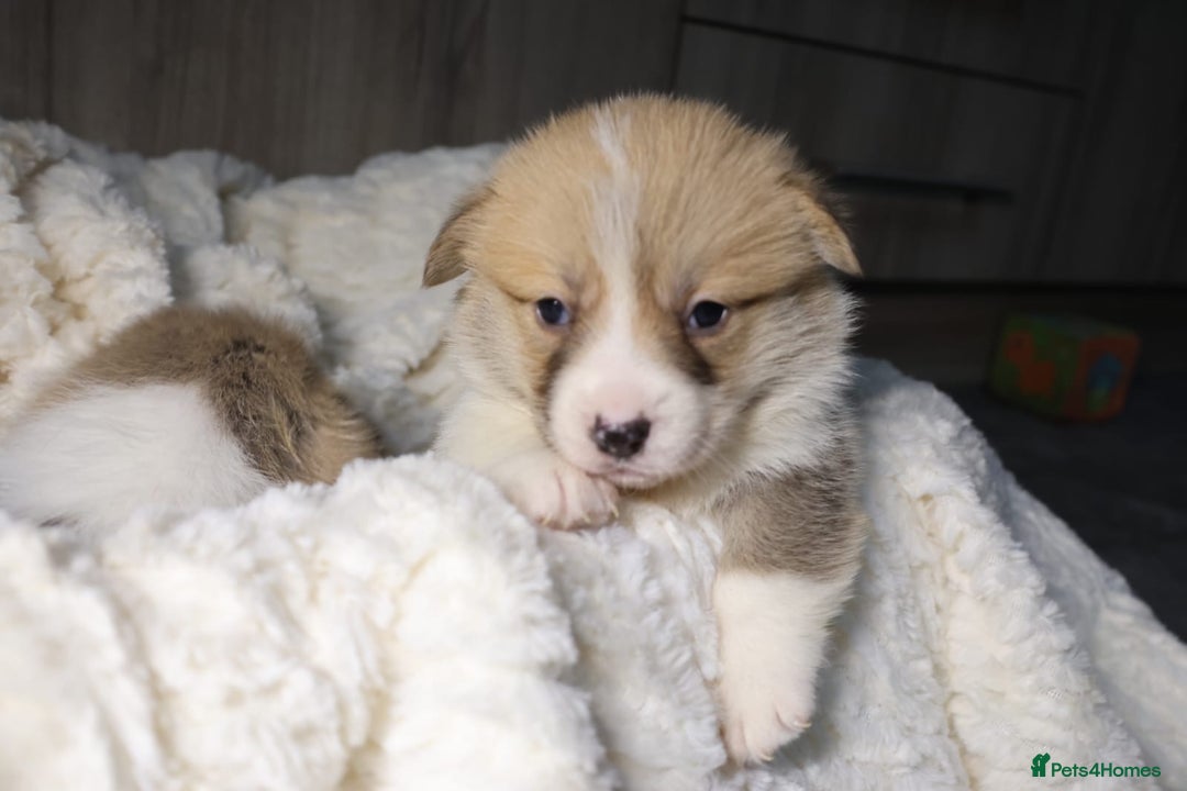 Welsh Corgi Pembroke dogs for sale: Naturally bobbed unique babies - Image 24