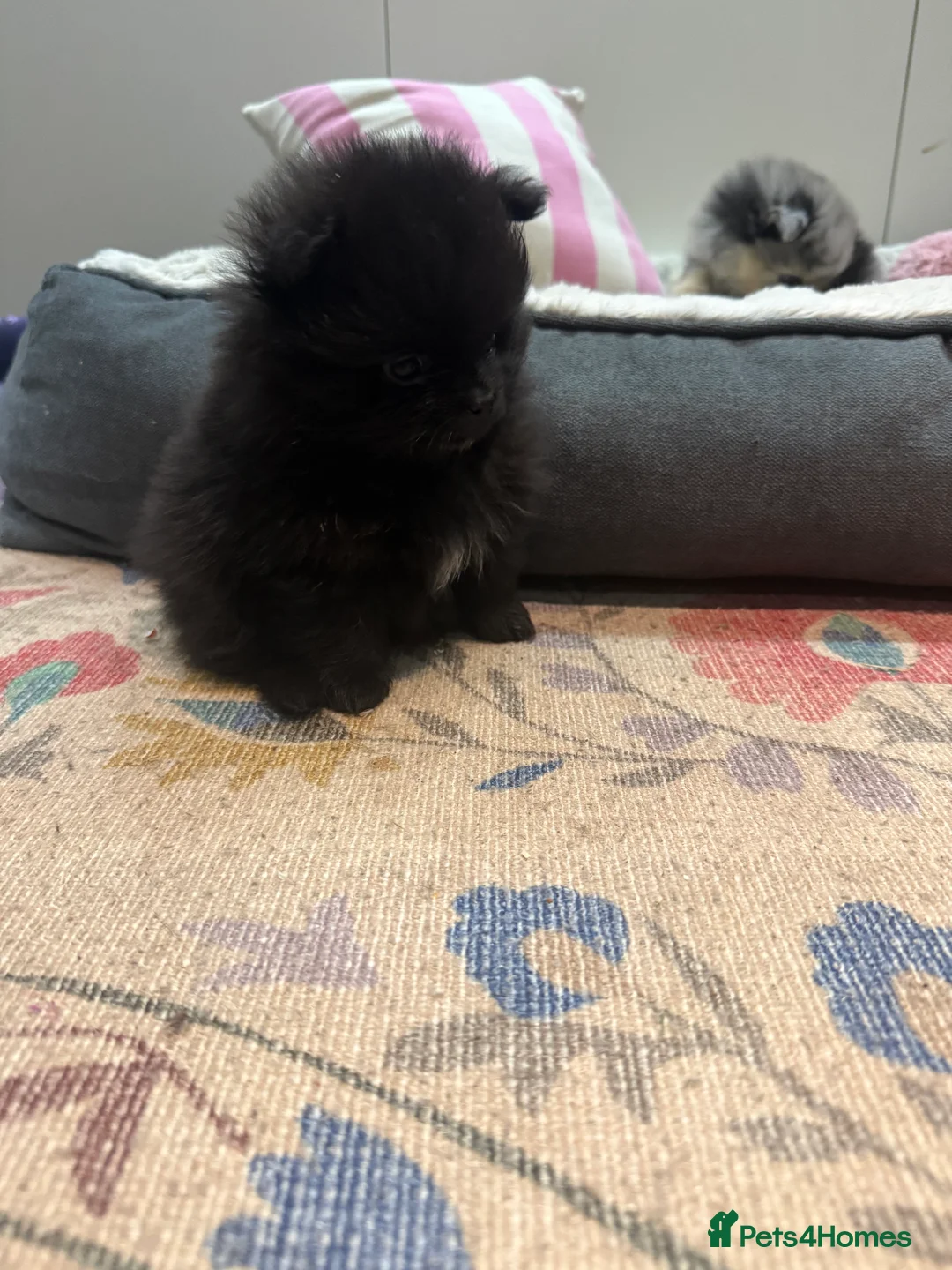 Pomeranian dogs for sale: 🐾 Adorable Teddy Pomeranian Puppies  🐾 - Advert 4