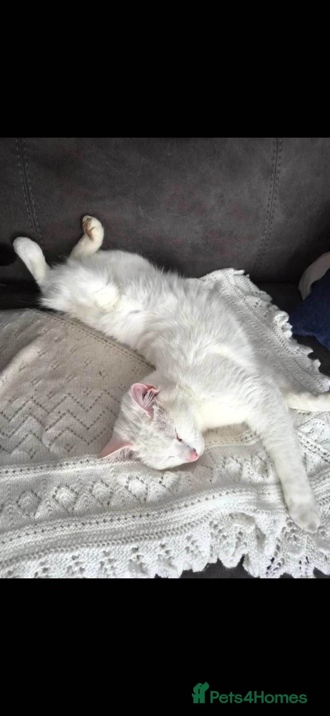 British Shorthair cats for sale: Luna (cat for sale) in Crewe - Advert 2