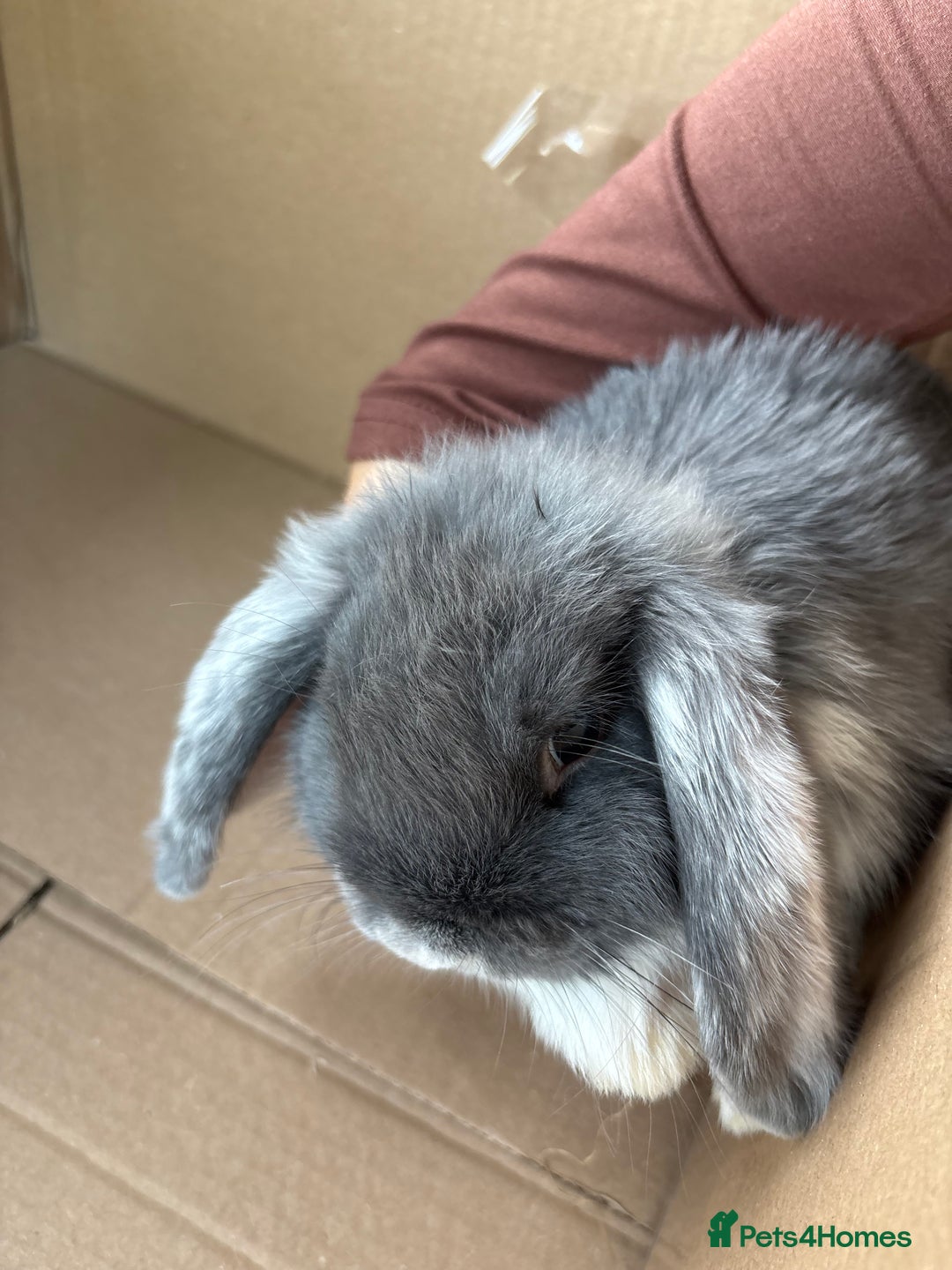Mini Lop rabbits for sale: Grey and white mini lop  - Image 7