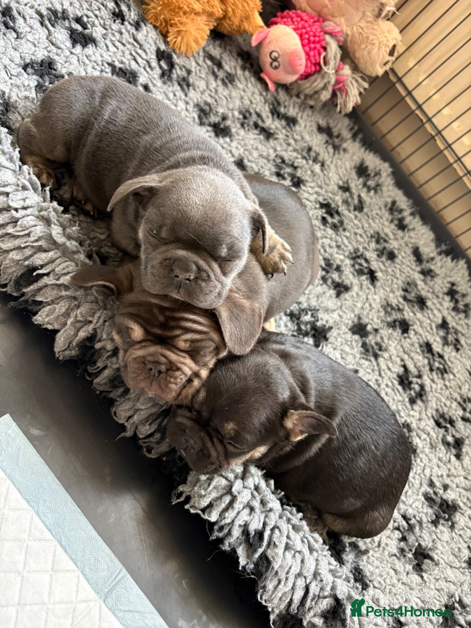 French Bulldog dogs Stunning French bulldogs  - Advert 10