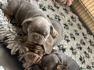 French Bulldog dogs Stunning French bulldogs - Advert 1