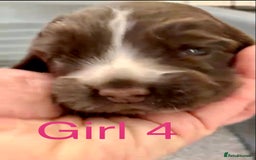 Cocker Spaniel dogs for sale: Kc show extensive health tests beautiful colours - Image 20