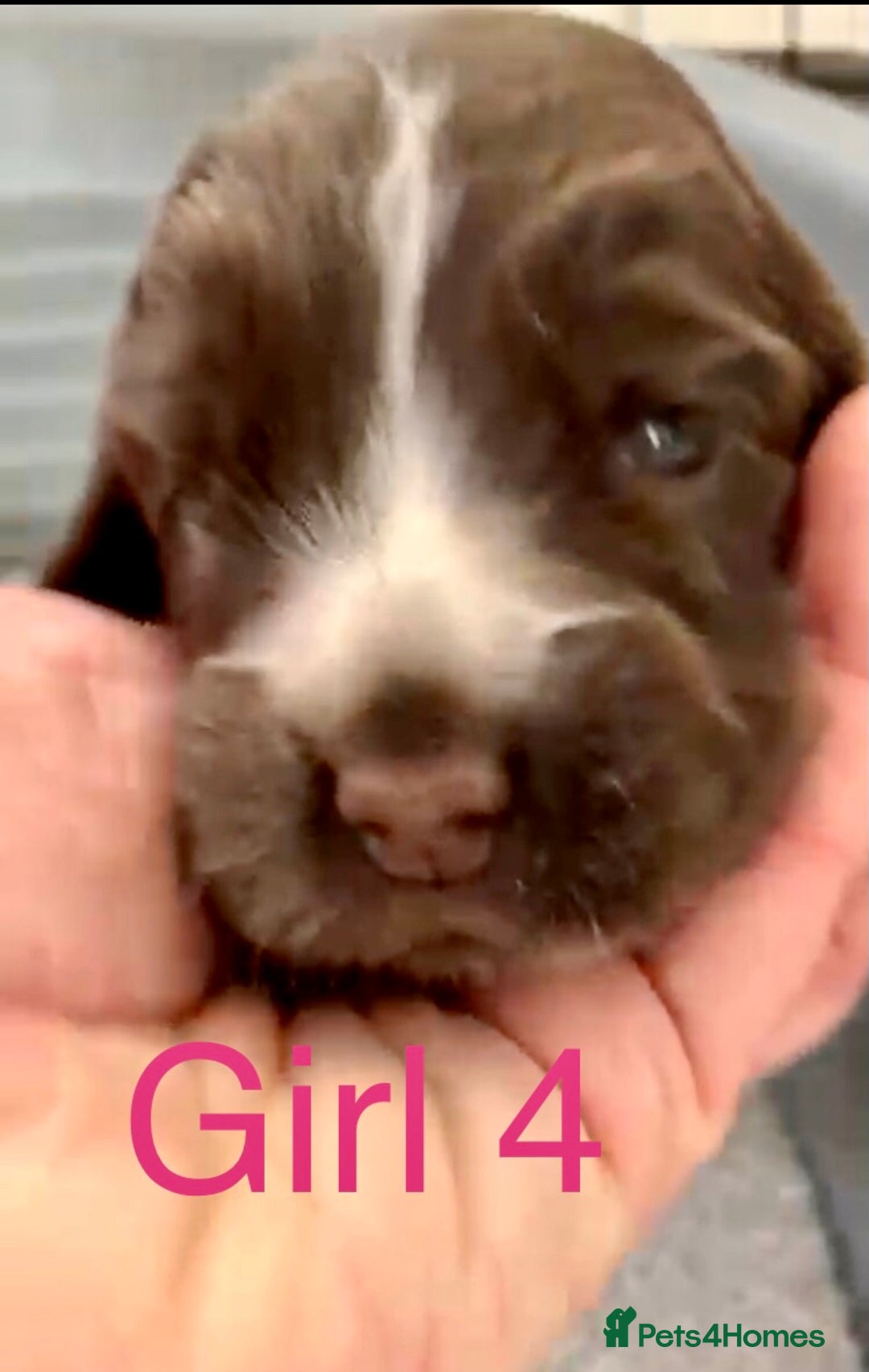 Cocker Spaniel dogs for sale: Kc show extensive health tests beautiful colours - Image 20