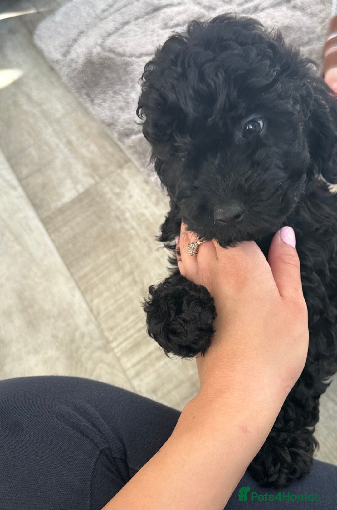 Cockapoo dogs for sale:  Cockapoo puppies F1 *READY TO LEAVE* 1 Girl Left  in Crieff - Image 5