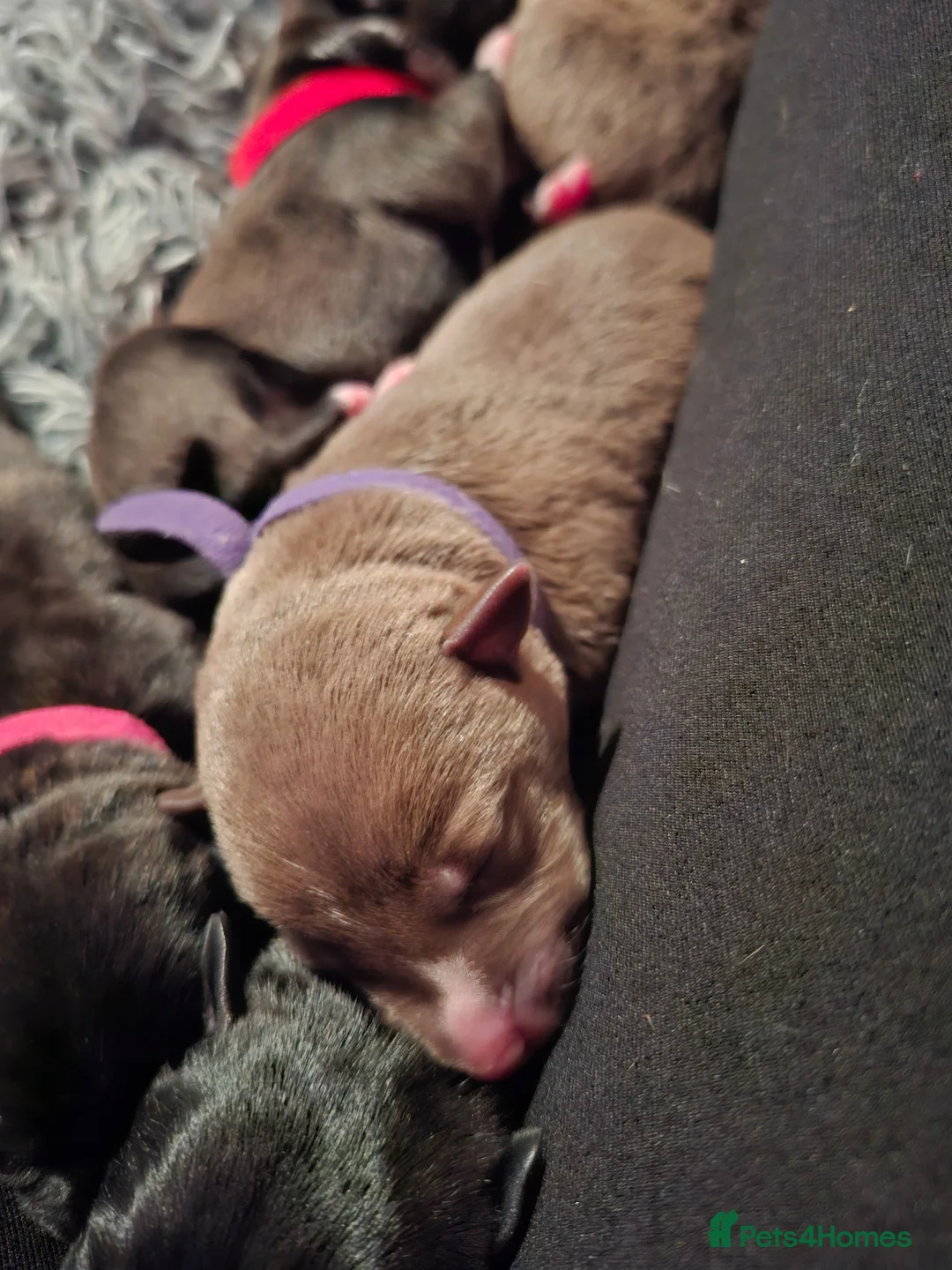 Mixed Breed dogs for sale: Gorgeous mixed breed puppies  - Advert 4