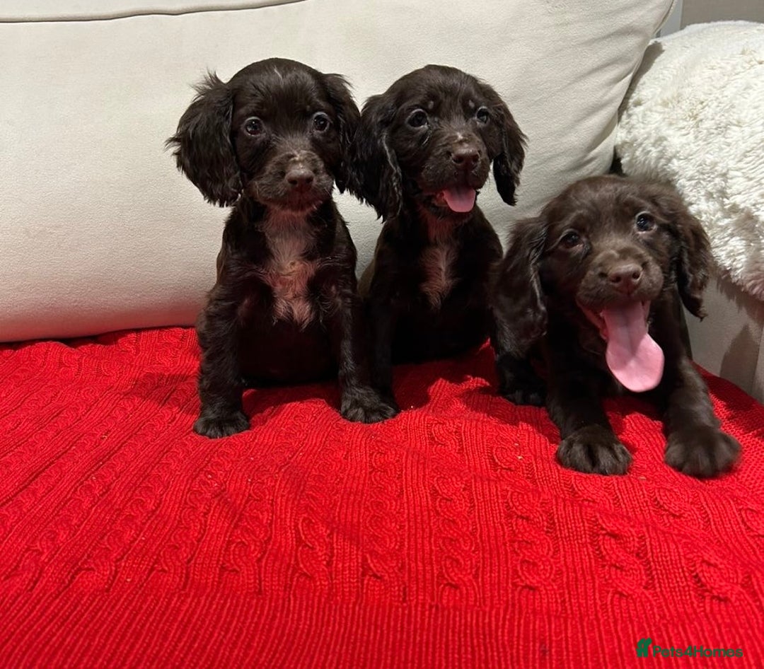 Cocker Spaniel dogs for sale: Chocolate cocker spaniel puppies ❤️ - Advert 8