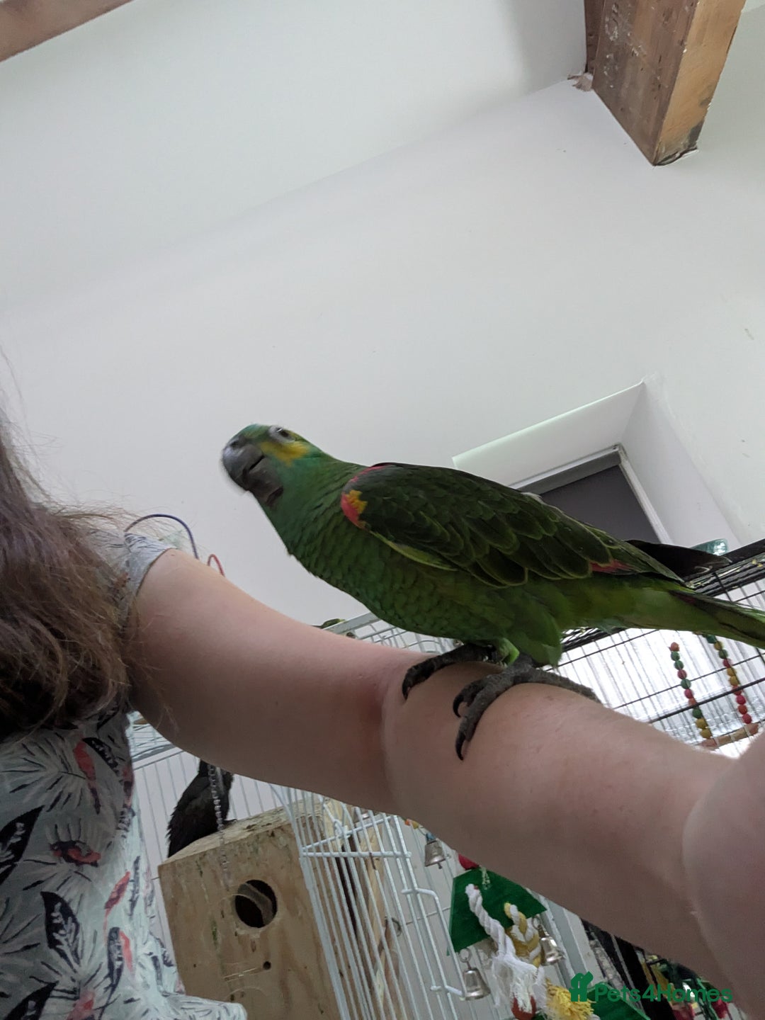 Parrots birds for sale: Hand reared super friendly blue fronted Amazons  - Advert 4