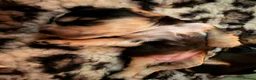 Cocker Spaniel dogs for sale: Outstanding KC Show cocker spaniel puppies - Advert 37