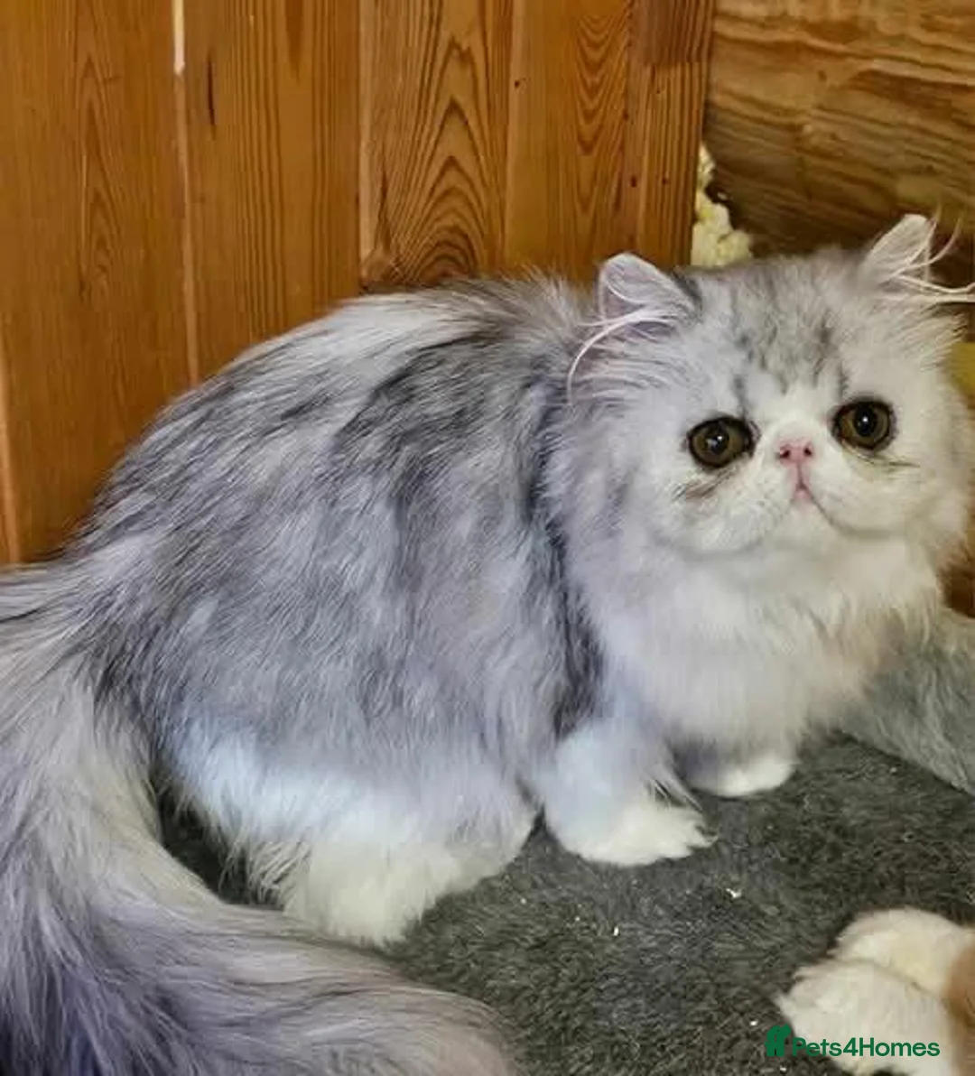 Persian cats for sale: Persian Cat Silver-Mackerel Tabby - GCCF-CFA-Reg  - Advert 1