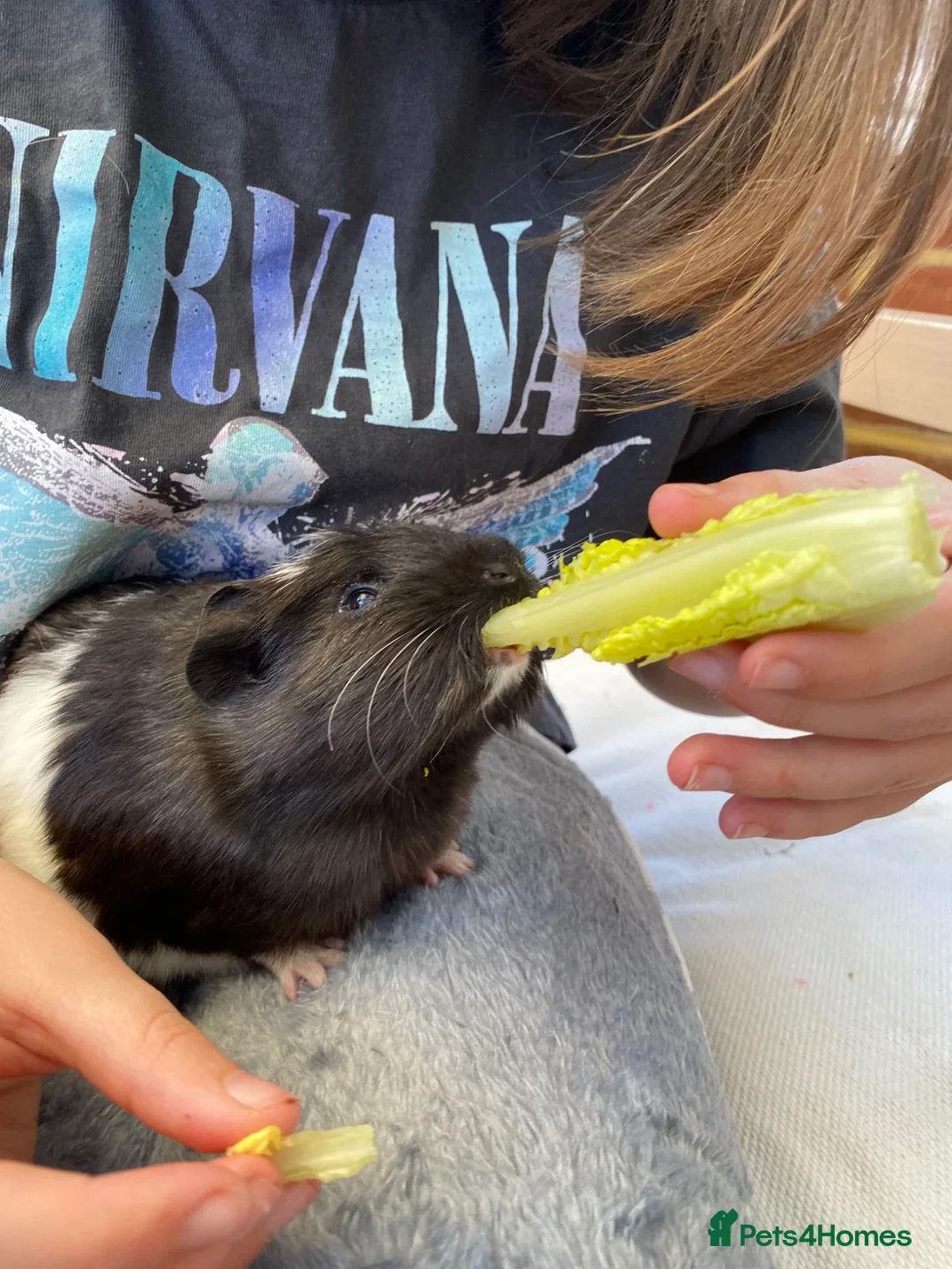 Guinea Pig rodents for sale: 2 lovely girl Guinea pigs  in Maidstone - Advert 1