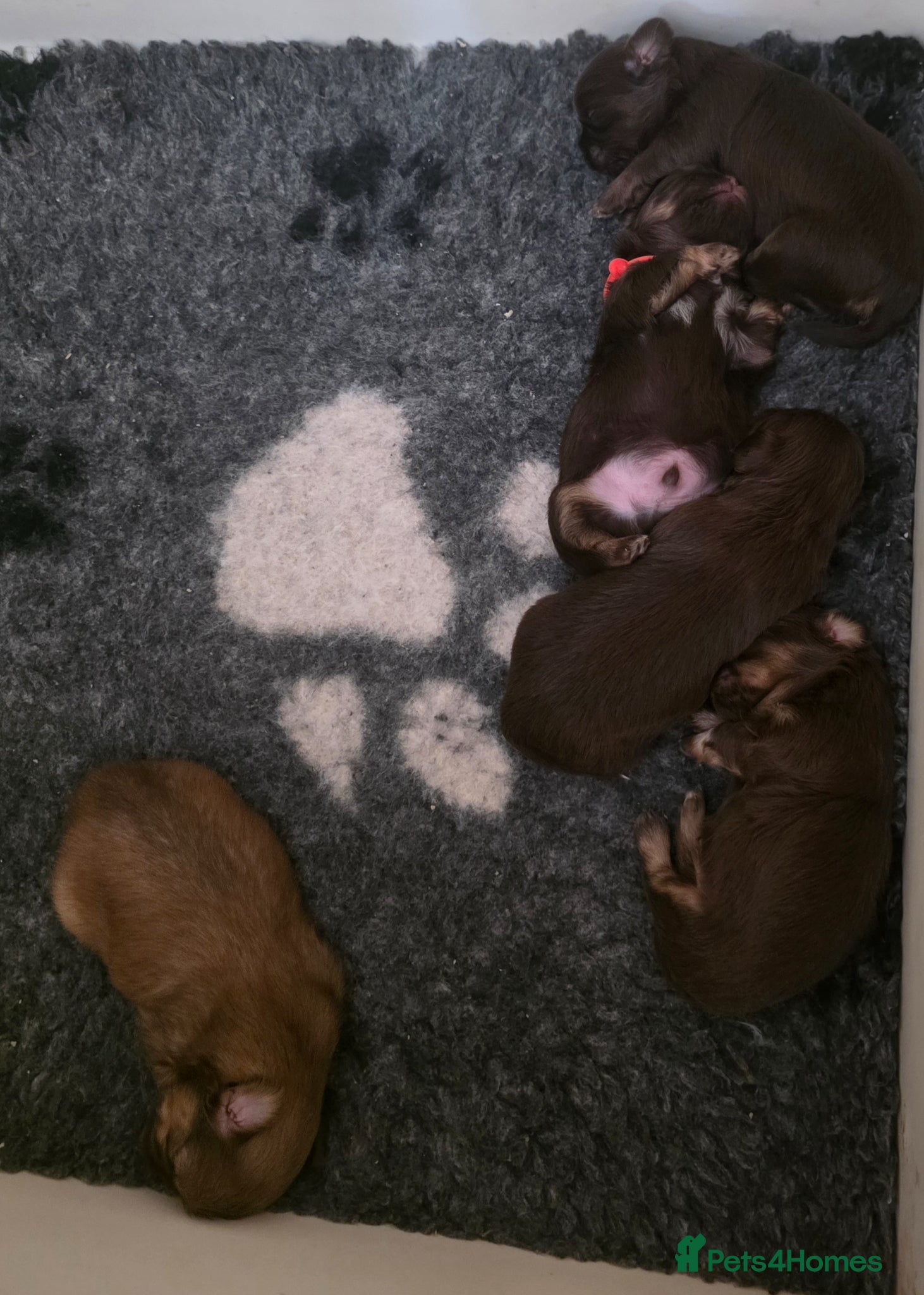 Shih Tzu dogs Imperial Chocolate Shih Tzu puppies - Advert 1