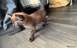 Balinese cats for sale: Kitten for sale - Image 3