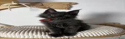 Maine Coon cats for sale: 3 Beautiful active Maine Coon Kitten’s - Advert 7