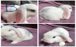 Mini Lop rabbits for sale: 4 gorgeous boys left from litter of 7!  - Image 4