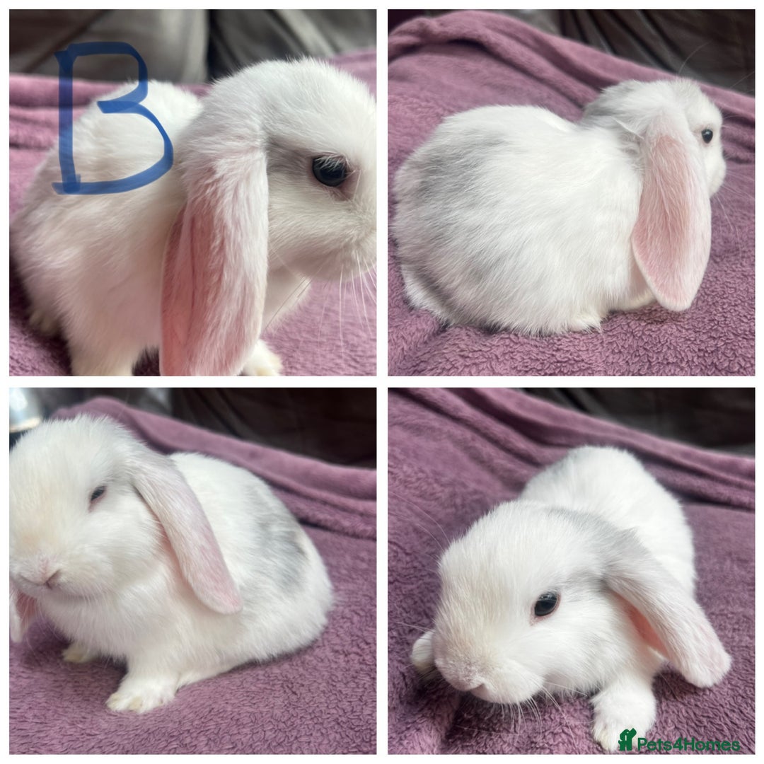 Mini Lop rabbits for sale: 4 gorgeous boys left from litter of 7!  - Image 4