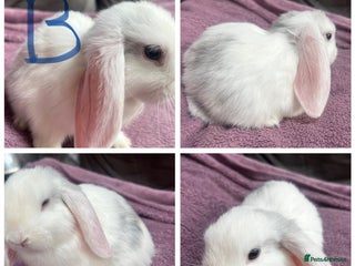 Mini Lop rabbits - Advert 29