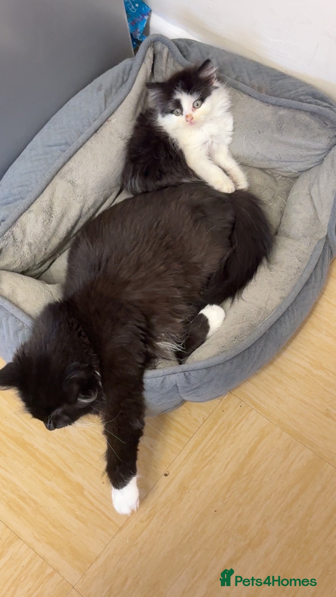 Mixed Breed cats for sale: 2 kittens  - Advert 3