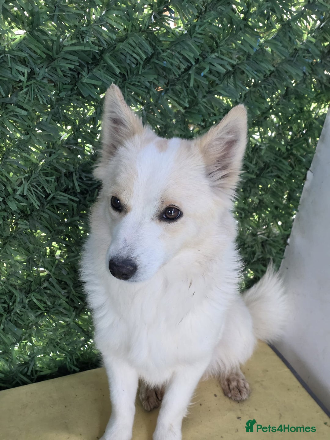 German Spitz dogs for adoption: Rescued Spitz Lola Looking For Her New Home - Advert 7