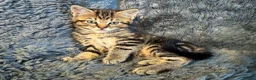 Mixed Breed cats for sale: 4 stunning kittens in Stanley - Advert 7
