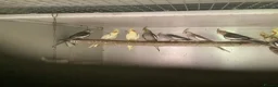 Cockatiels birds for sale: 2026 Young cockatiels  - Advert 23