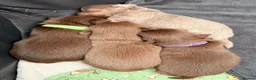 Chihuahua dogs for sale: 4 gorgeous longhaired apple head chihuahua pups - Advert 10